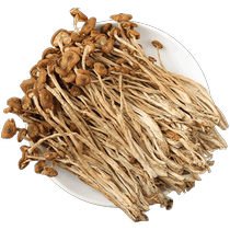 Gutian Tea Tree Mushroom Farmhouse Dried Mushrooms Specialty Mushrooms Cordyceps Soup Net Weight Bulk Nutritional Fresh Mushrooms