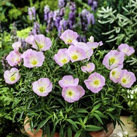 500 зерен в луне+удобрения [купить 2 получить 1 Get 1]