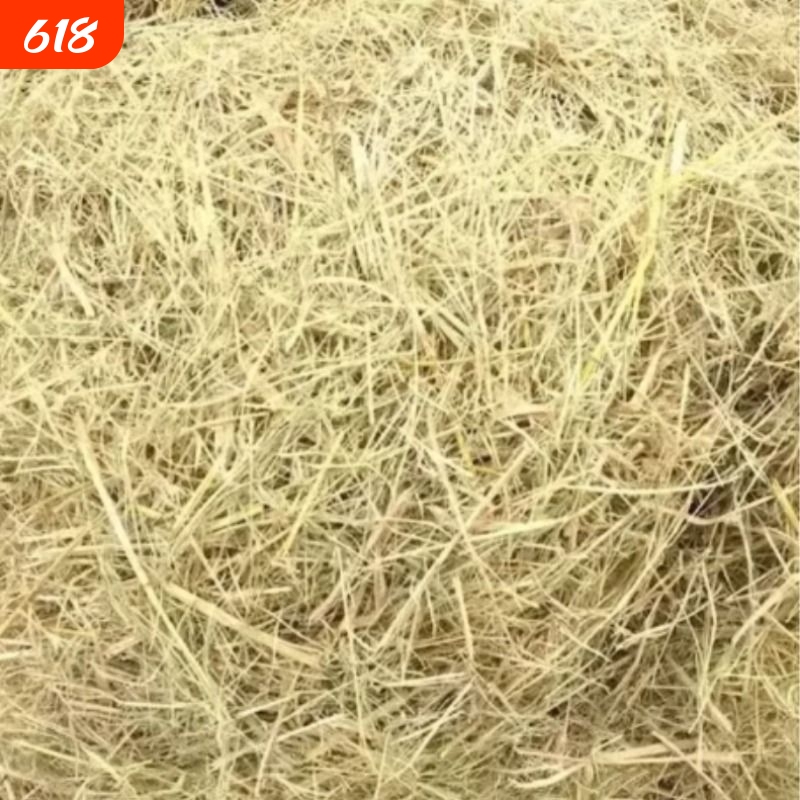2026 Selected Yunnan Specialty Ye Tu Huang Rice Straw, Natural Air-Dried Grade, Yellow Bagged Loose Strands 0.5kg 2026 Selected Yunnan Specialty Ye Tu Huang Rice Straw, Natural Air-Dried Grade, Yellow Bagged Loose Strands 0.5kg