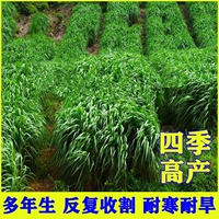 В четыре раза больше рожья травы (маленькие семена)/3 кот с высоким уровнем урожая/на урожайность 10 тонн