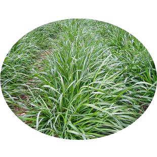 黑麦草种籽子种四季耐寒牧草种子草种孑种植南方开花高产多年生
