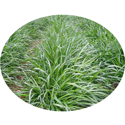 四季多年生耐寒牧草种子养殖