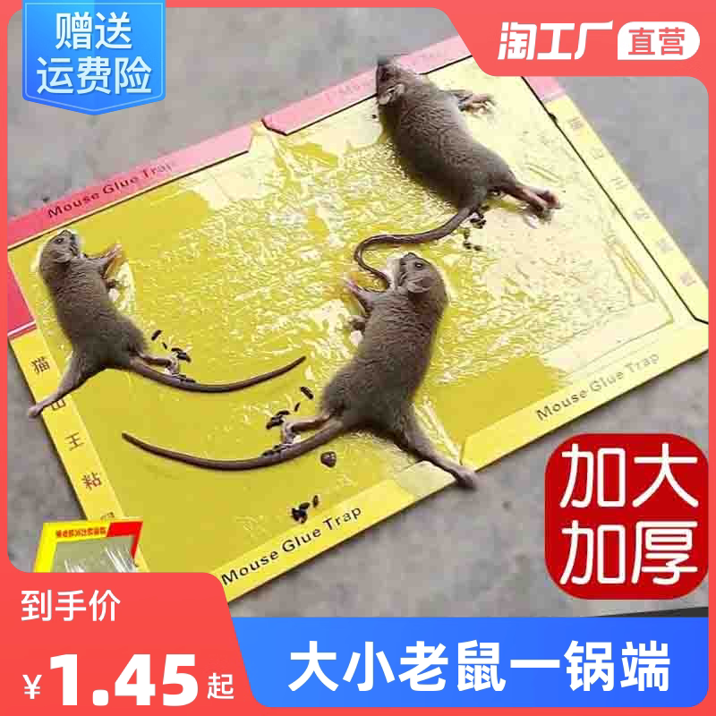 30 powerful sticky rat plate catching and large mouse catch the rat cage and the rat trap Rat Trap home One cohorted end mouse sticker blackglue-Taobao