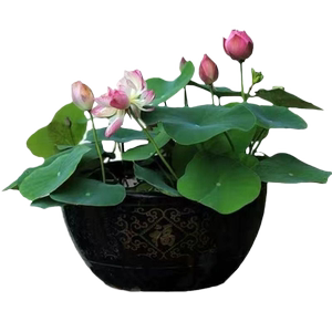 碗莲水培植物花卉室内花种子籽好养四季开花无土水养睡莲荷花莲花