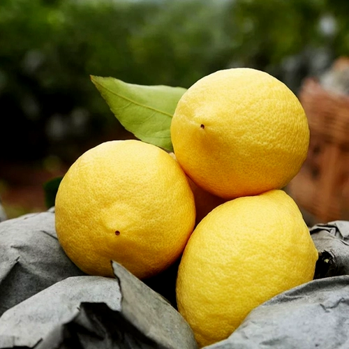 Sichuan Anyue Yellow Lemon 5 Catties Свежие фрукты выбирают тонкая кожа первого уровня фруктовый дух сладкий лимон прямой волосы кожа тонкая