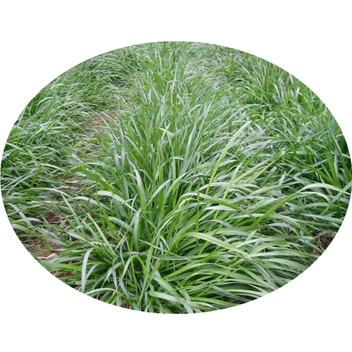 Семена семян семян семян виколор.