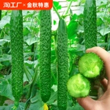 Семяные фрукты огурцы