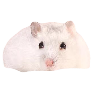 金丝熊仓鼠浴沙洗澡龙猫洗浴砂专用除臭沐浴盐香尿沙浴沙套装用品