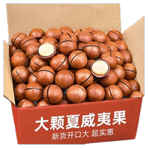 Large particle macadamia nuts 504g new arrival creamy dried fruit nuts original flavor nuts roasted seeds and snacks wholesale