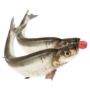 钓大翘嘴专用饵料邓刚四季野钓黑坑垂钓翘嘴白条通杀诱鱼食剂饵料