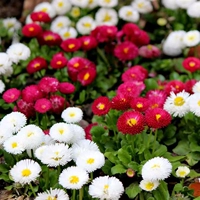 300 кусочков маленьких ромашек+удобрения [купить 2 получить 1 Get 1]