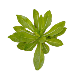 菊苣草种籽大叶多年生兔子牛鱼鸡鸭鹅四季牧草种子种植高产将军