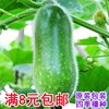 About 30 pieces of precocious winter melon