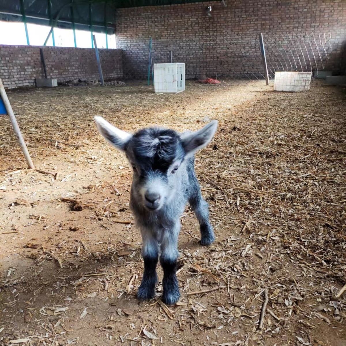 侏儒羊仔宠物羊 cute畜牧业新手必看 🐑💖-其它宠物-淘宝好物网