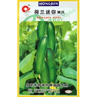 Голландские мини-огурцы/около 100 шт.