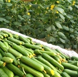 Семена голландского мини -огурца с высоким уровнем устойчивости к болезням фестиваля.