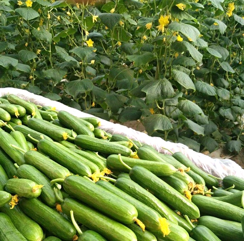 Семена голландского мини -огурца с высоким уровнем устойчивости к болезням фестиваля.