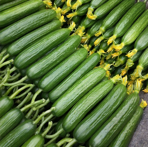 Семена голландского мини -огурца с высоким уровнем устойчивости к болезням фестиваля.