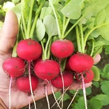 Семена вишневого радио, тонкое мясо нежное, сочный красный кубики маленькая редька, семена овощей, весенний и осенний двор пастырский горшок