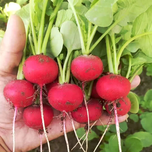 Семена вишневого радио, тонкое мясо нежное, сочный красный кубики маленькая редька, семена овощей, весенний и осенний двор пастырский горшок