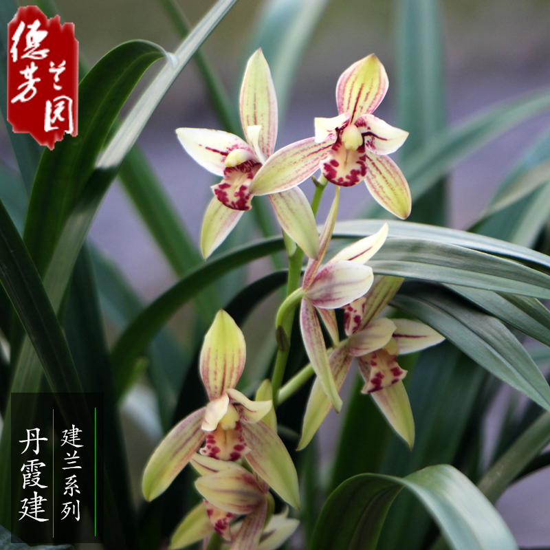 花卉兰花苗带花苞丹霞建兰花盆栽室内四季绿植观花植物吸甲醛好养