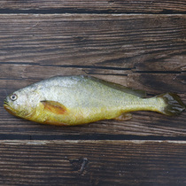 3 Article ecological large yellow croaker (pseudosciaena crocea)