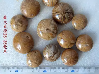 Natural sea urchin fossil diameter 3-4cm starfish Paleontology Science teaching specimens 8888 random delivery