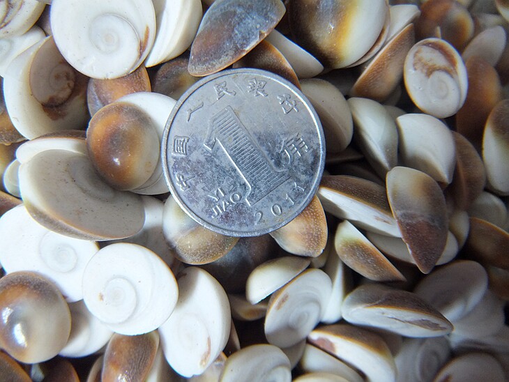 Natural Sun Shell Sea Shell Water Mica Shell Fish Tank Stone Scallop Teaching Specimen 8888 Random Shipment one