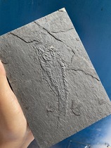 Fish fossil teaching specimen collection gift decoration Natural rough Marine paleontology Arowana scales and teeth Guizhou