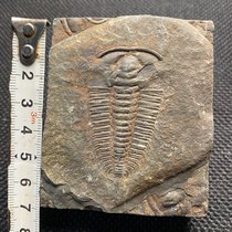 Trilobite fossils Chinese Ledeli worm paleontology popular science teaching gift specimen Rough natural rough