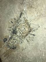 Three-finger lobster fossils Guizhou Yunnan specialty paleontology popular science gift decoration Qingxiu rough natural