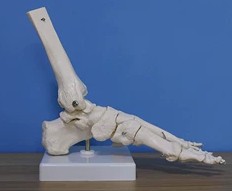 手掌骨带尺骨和桡骨模型 手臂骨骼模型
