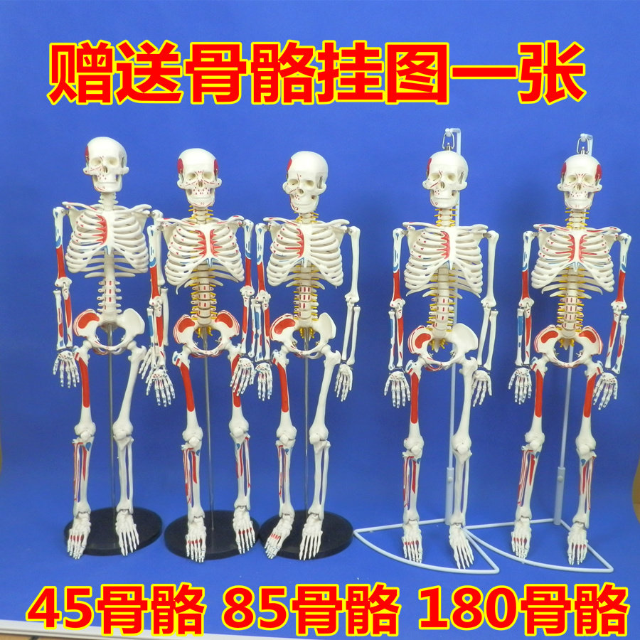 The model of the adult skeleton 45cm85cm human skeleton model of the whole body skeleton