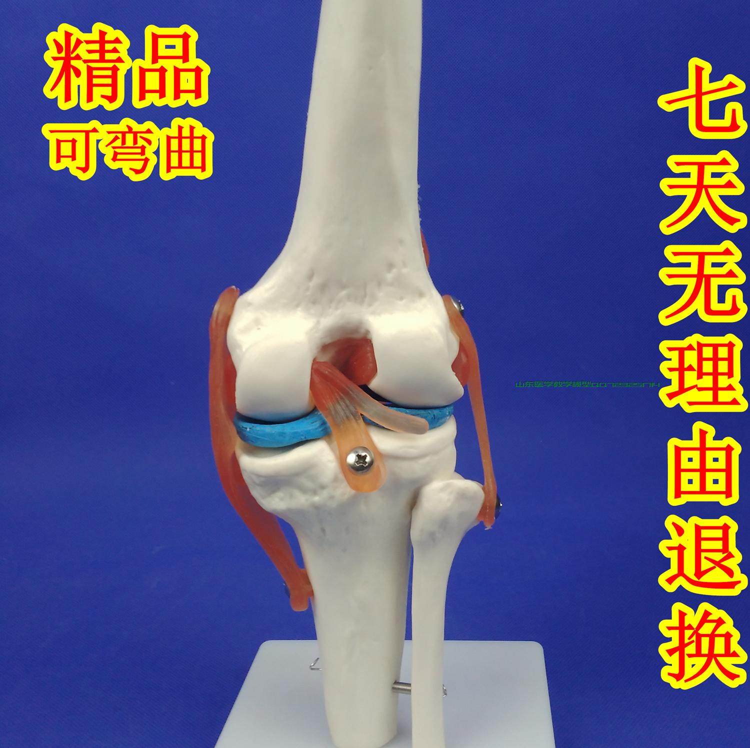人体膝关节功能模型人体骨骼关节模型膝关节模型膝盖骨髌骨模型