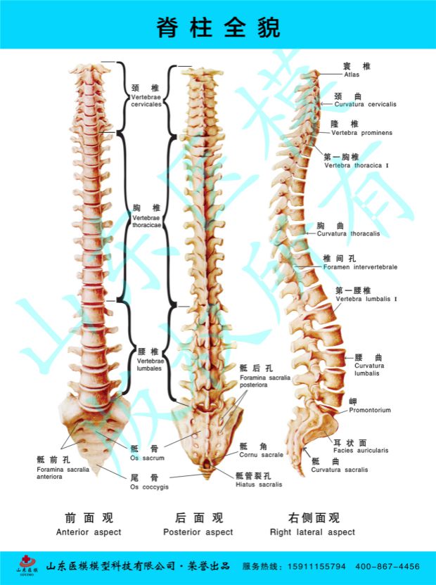 Spine Wall Chart Spinal Panorama Hospital Department Wall Chart Anatomy Diagram Human Musculoskeletal Nerve Schematic Diagram