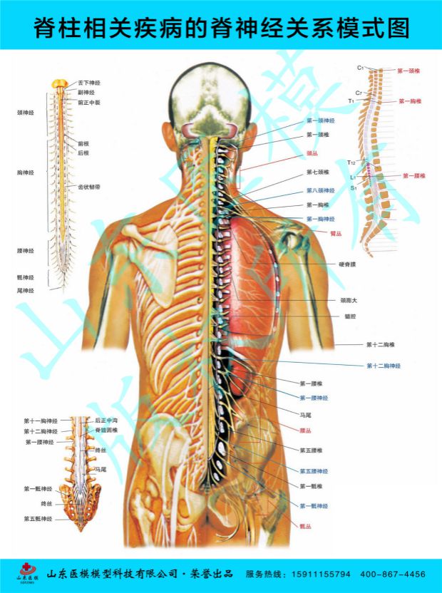 Crest Pillar Wall Chart Medical Crest Pillar Diagram Diagram of crest-nerve relationship patterns in crest-related diseases