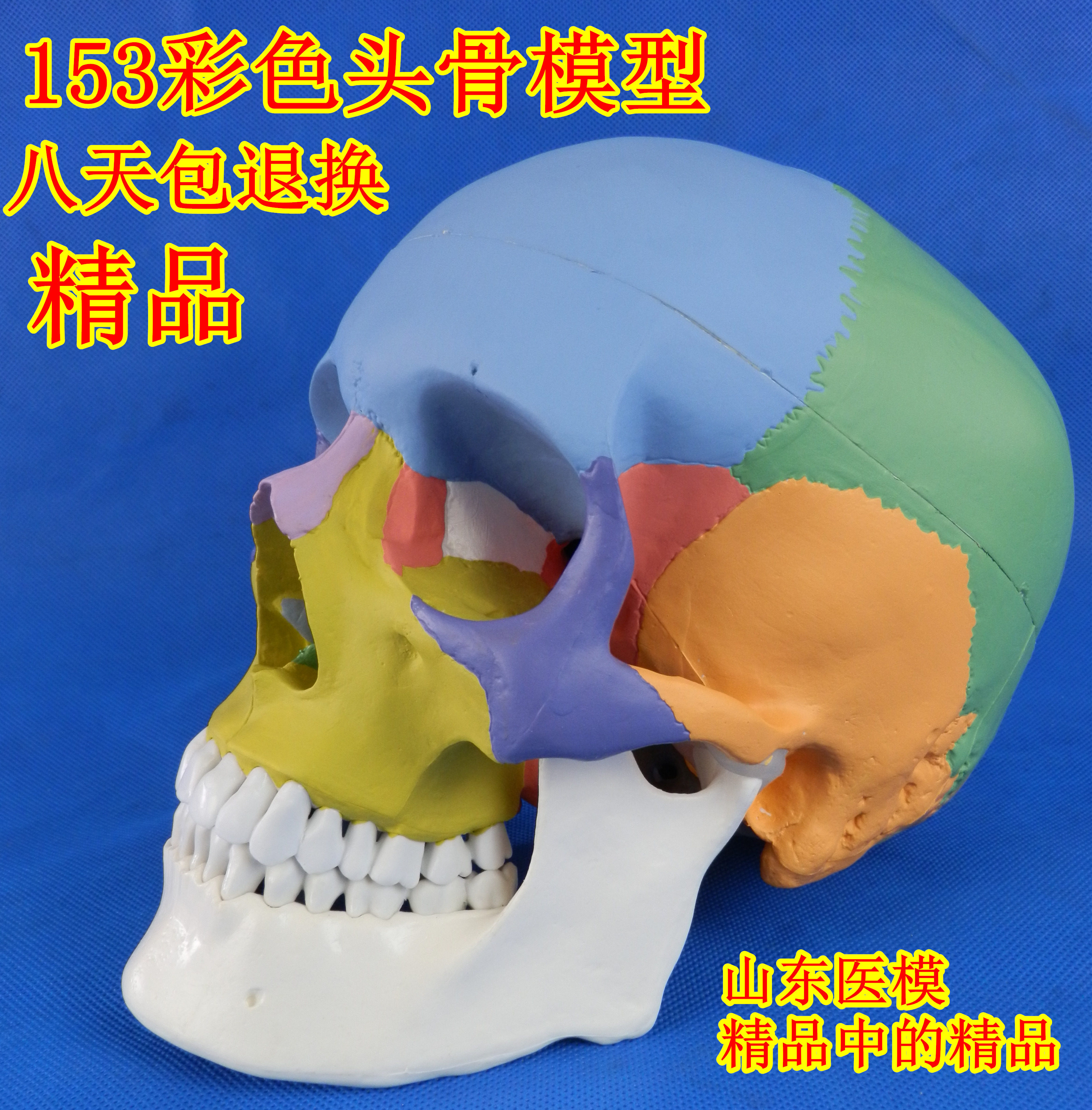 Skull model Skull and skull model emulation human skull model head skull specimen model Medical Fine Art Painting