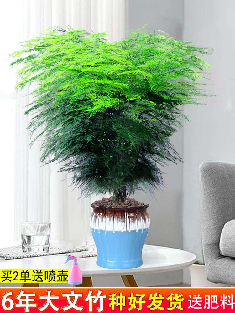 Large Wenzhu Green Planting Living Room Large good Nourishing Bamboo indoor potted plants do not need sunlight to be suitable for placing an office