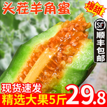  Horn honey melon Fresh Boyang 61 fruits Fresh seasonal FCL 5 kg crispy melon cantaloupe horn crispy
