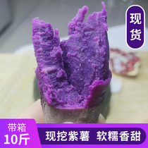  Purple potato fresh 10 kg with box small Shandong mini flour waxy sand sweet potato Sweet potato Sweet potato farmer seasonal fruit