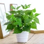 Mô phỏng củ cải xanh trồng trong nhà mô phỏng cây nhựa nhỏ trong chậu trang trí cây xanh mô phỏng hoa giả cây củ cải xanh - Hoa nhân tạo / Cây / Trái cây cây hoa giả