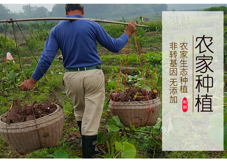 新鲜荔浦大芋头整箱3斤