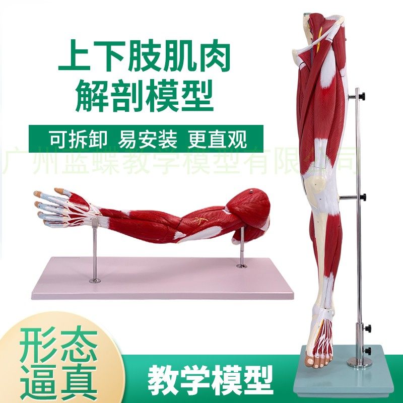 上下肢肌肉附血管神经模型  手臂肌肉解剖人体肌肉构造运动系统
