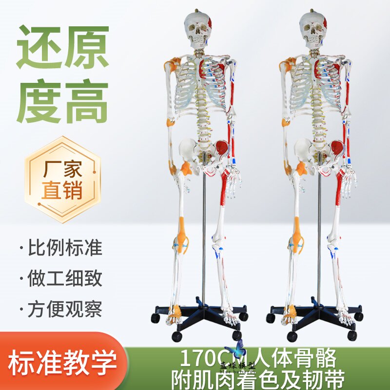 全身人体骨骼模型170CM可拆结构附肌肉韧带骨盆教学用蓝蝶模型