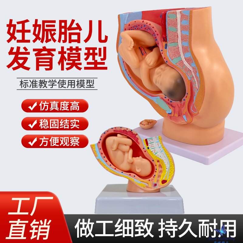 女性盆腔附足月胎儿模型 妊娠发育九个月胎儿 子宫 胚胎模型 40周