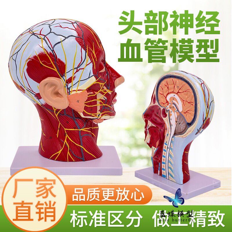 头面部附脑血管神经模型 颈部解剖学 头面神经血管肌肉结构 模型
