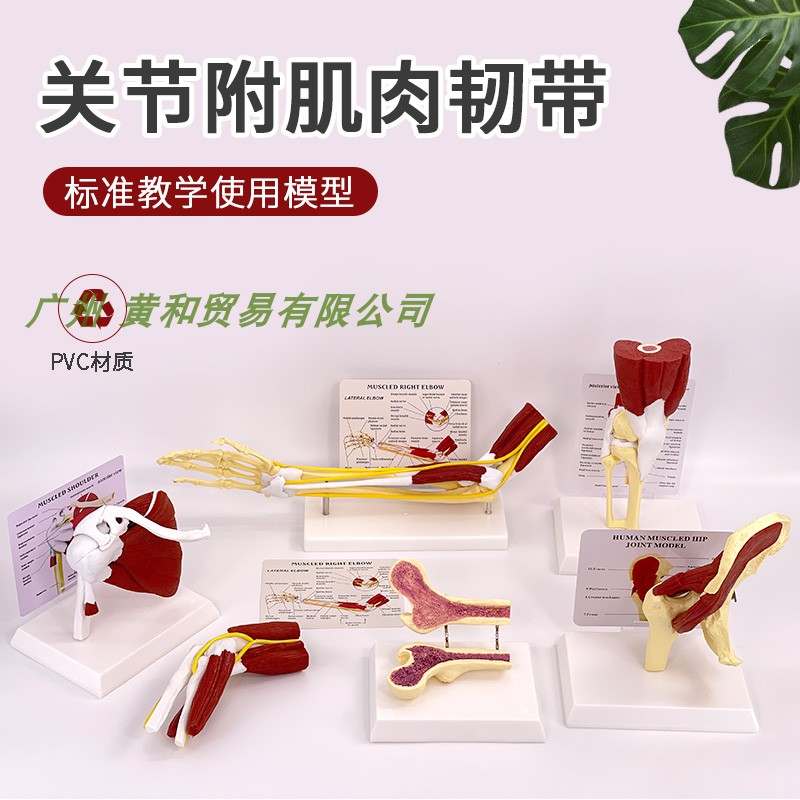 人体膝关节上肢肌肉手臂关节附血管韧带骨骼模型髋关节功能结构