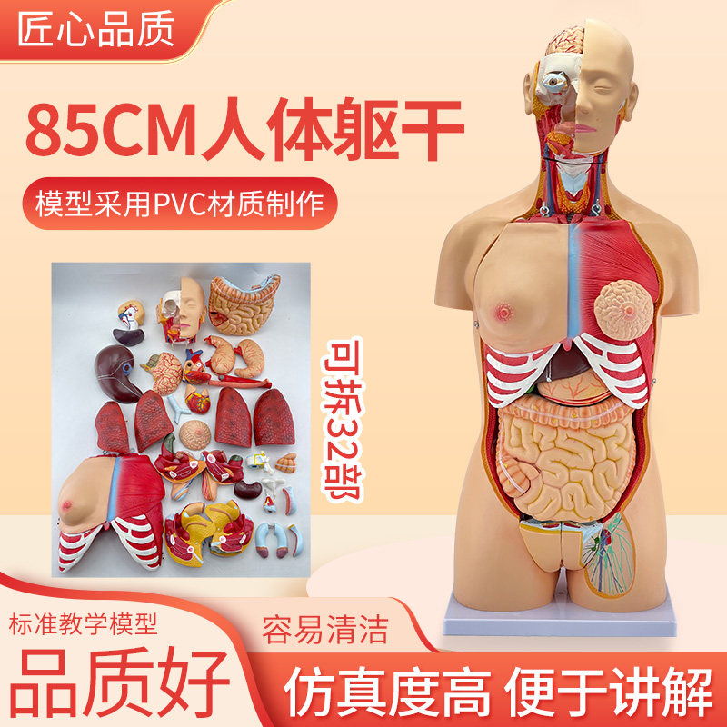 85CM人体器官结构解剖模型教具内脏大脑心脏躯干模特教学拆卸32件
