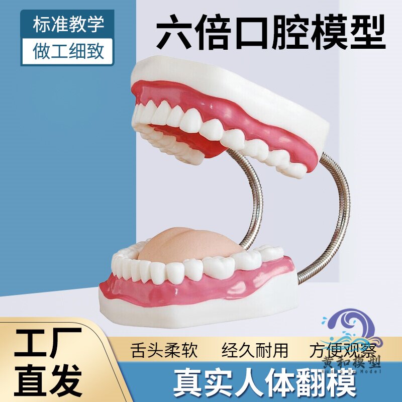 牙齿护理保健模型 放大6倍 大号牙齿清洁教学模具 口腔护理牙模型