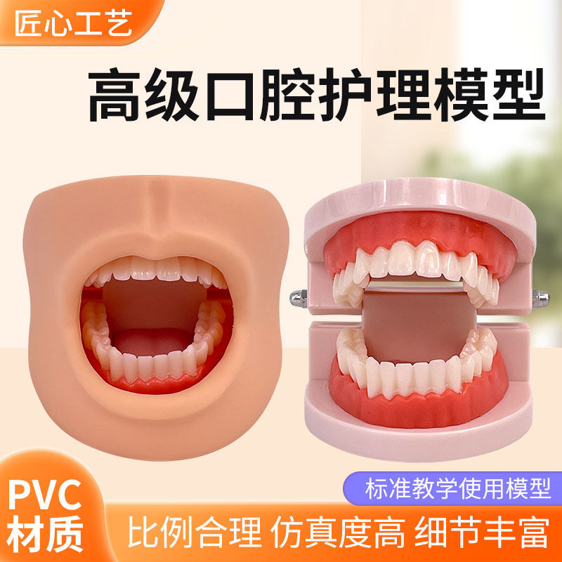 高级口腔清洁模型（带脸颊）口腔清洁模型 保健模型 口腔牙护理